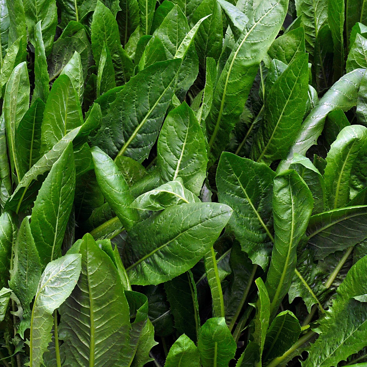 Mixed Herbs