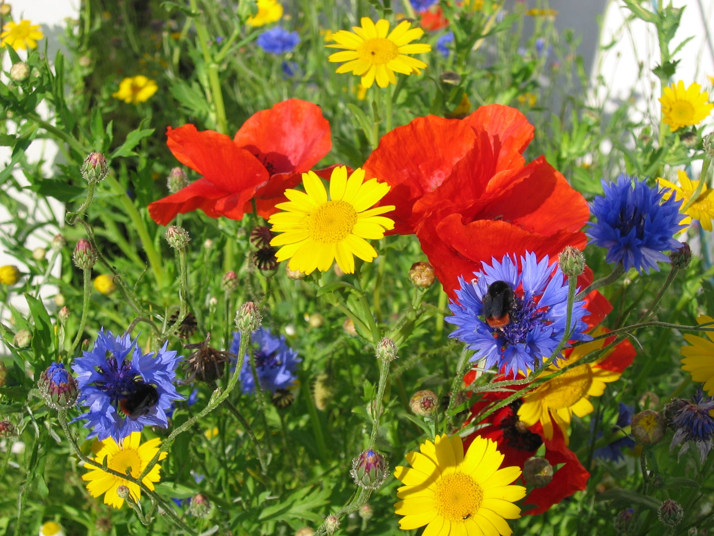 Traditional Wild Flower Meadow Mix