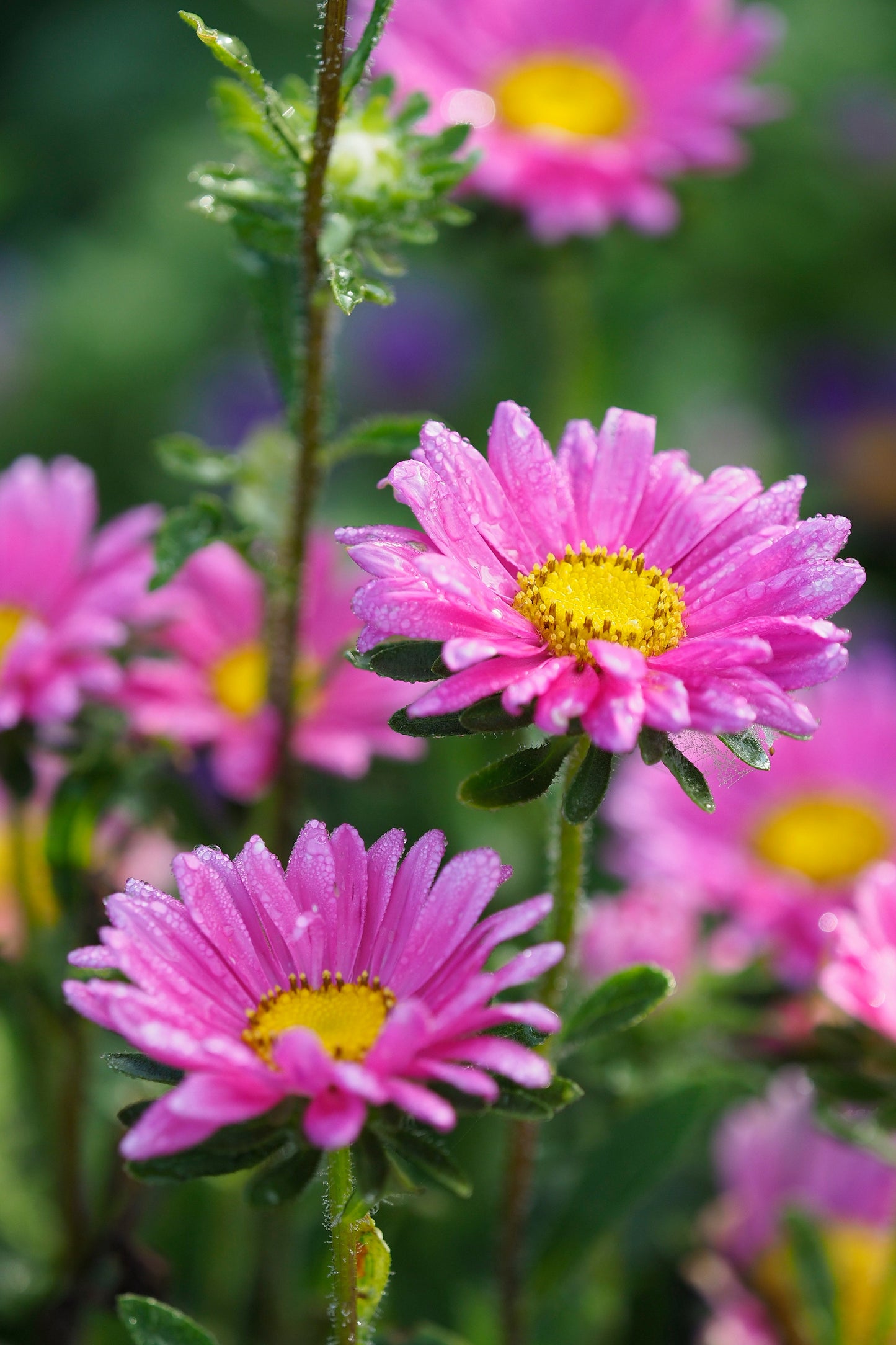 Traditional Wild Flower Meadow Mix